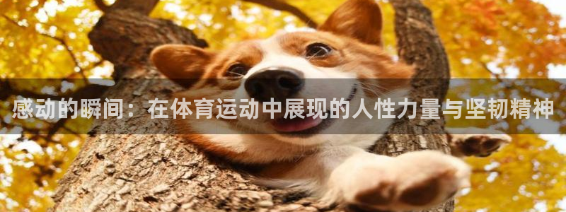 米兰体育在线